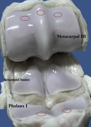 Arthroscopic optical coherence tomography provides detailed information on articular cartilage lesions in horses